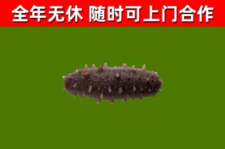 云南省烟酒回收干海参.jpg